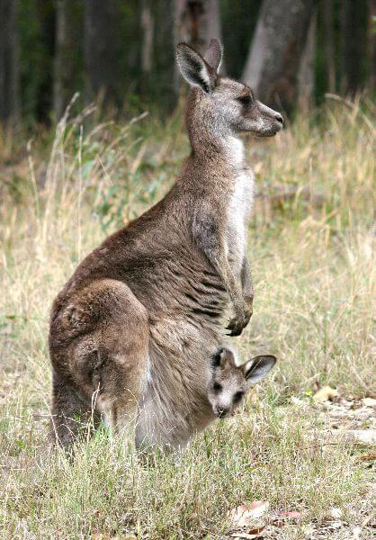 Kangaroo and joey